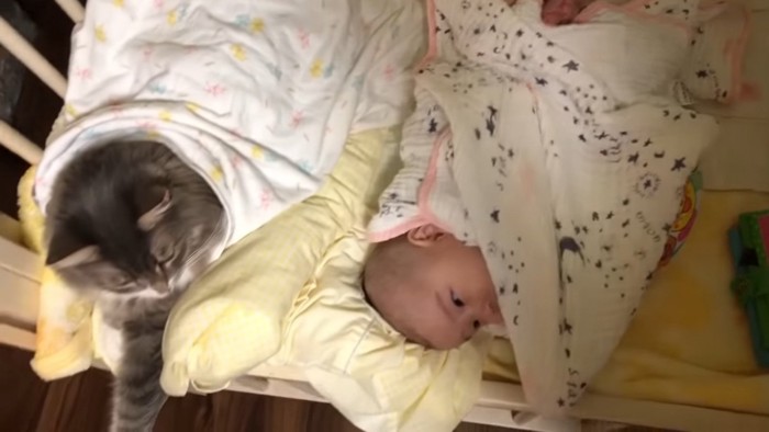横向く赤ちゃんに固まる猫