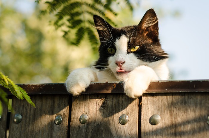 柵から顔を覗かせる猫