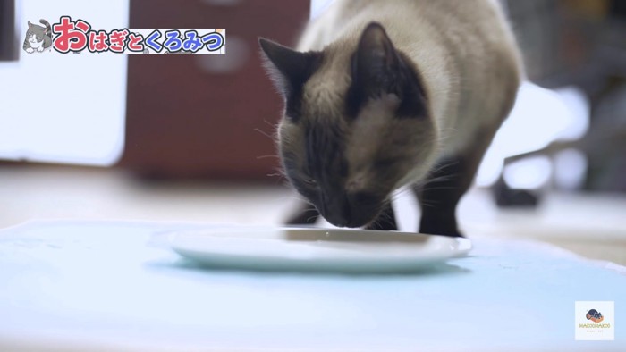 ミルクを舐めるシャム猫