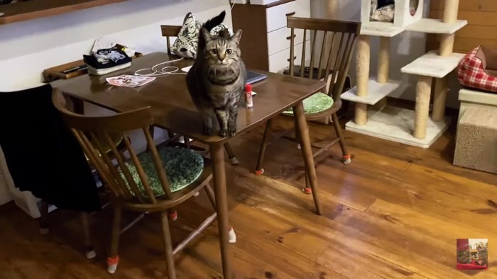 テーブルの上のキジトラ