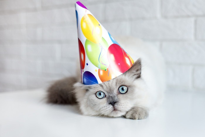 三角帽をかぶる猫