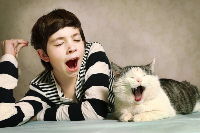 あくびをする猫の写真