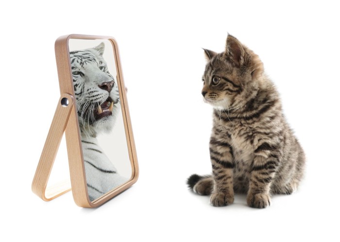 子猫と鏡に映る虎