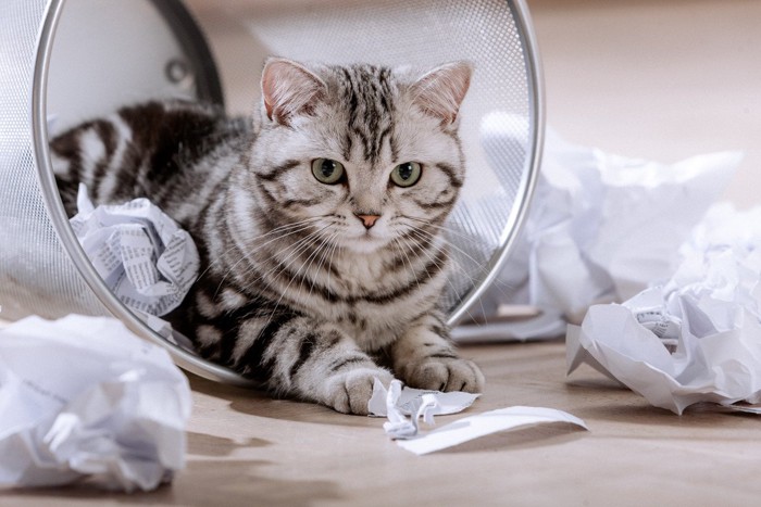 ゴミ箱の中で紙ごみとまみれる猫