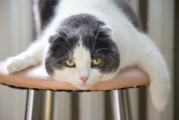 椅子の上で伏せている猫