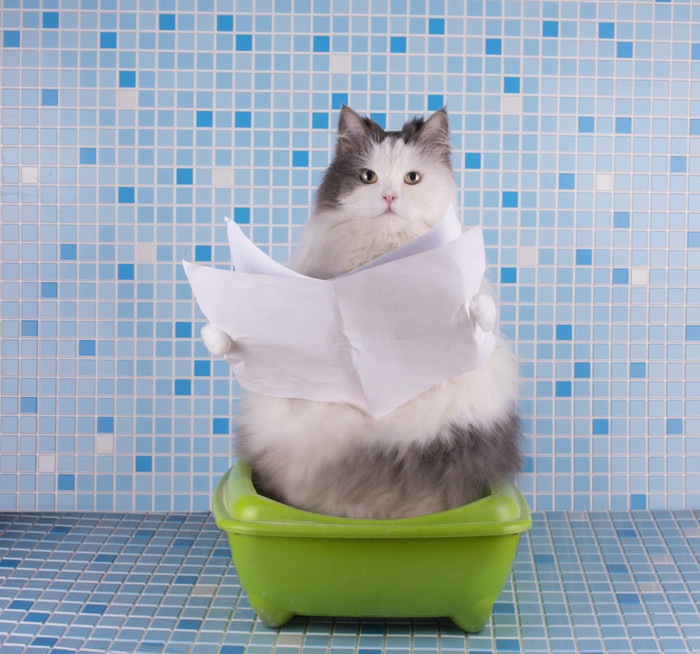 トイレで新聞を読む猫