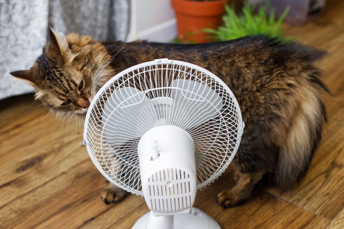 扇風機の匂いを嗅ぐ猫