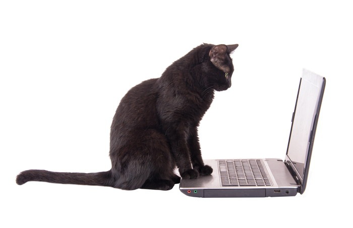 パソコンと猫2