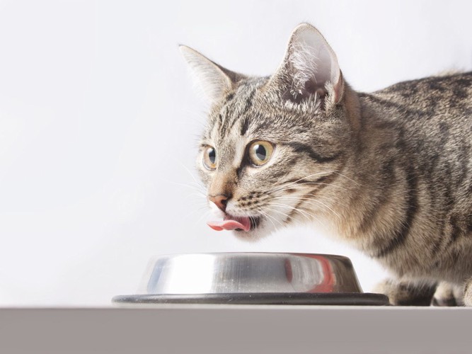 舌をペロンとする食事中の猫