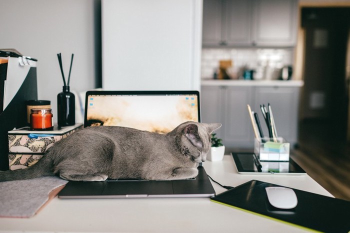 キーボードの上で寝る灰色の猫