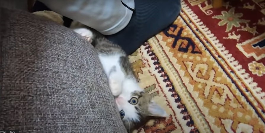 床の上の子猫