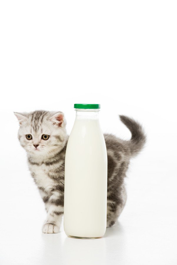 ミルクの瓶と子猫