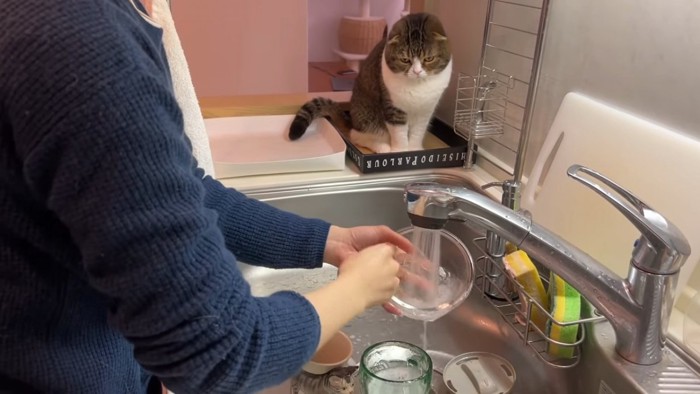 座って食器を洗うのを見る猫