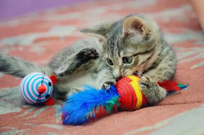独りでおもちゃと遊ぶ猫