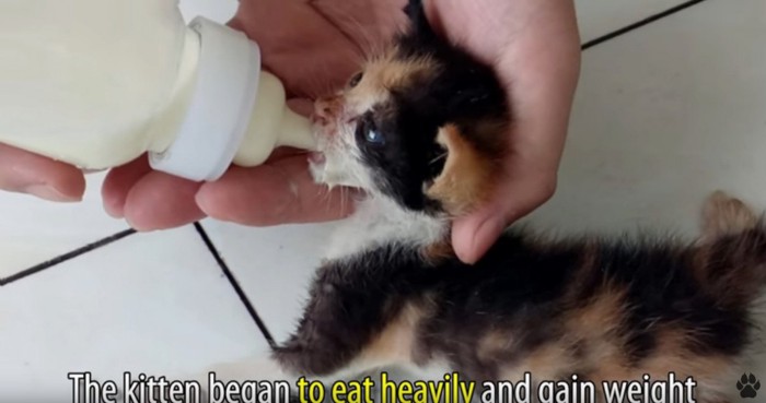 哺乳瓶でミルクを飲む三毛猫