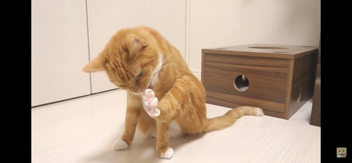 足を舐める猫
