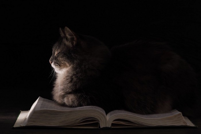 暗闇のなかで本に手をかける猫