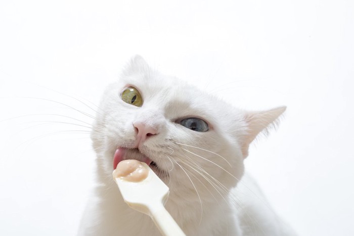 スプーンからおやつを舐める白猫