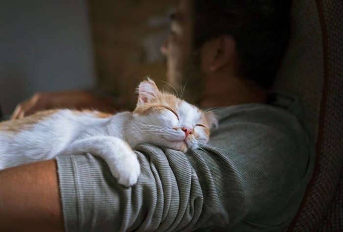 人の腕にしがみついて寝る猫