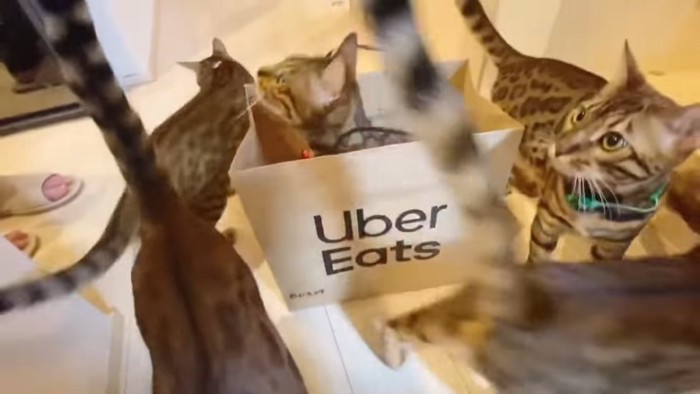 紙袋のまわりに集まる猫