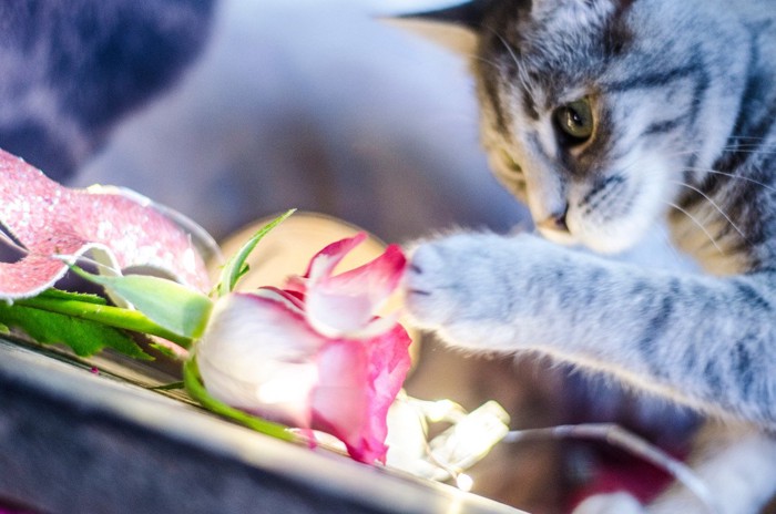 バラに手をかける猫