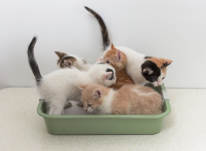 猫用トイレに入っているたくさんの子猫たち