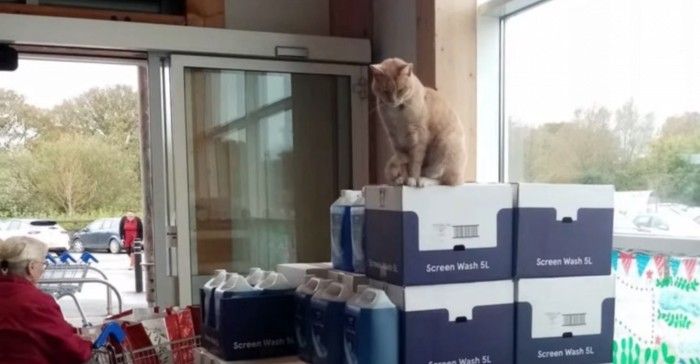積み上げられた箱の上に猫