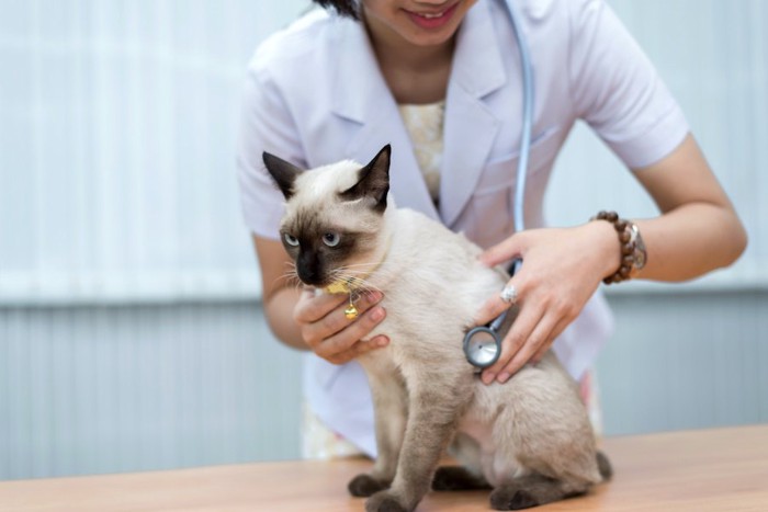 病院で獣医師に診察される猫