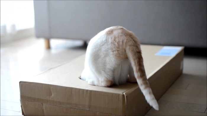 箱の中に入っていく猫