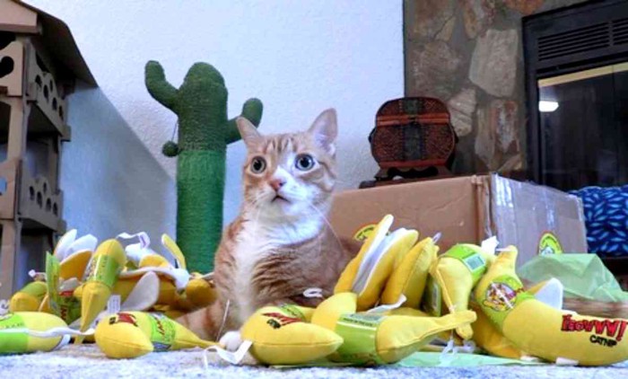 バナナのおもちゃの上に座るチャトラ猫