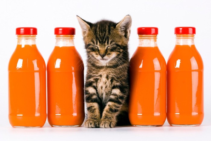 野菜ジュースのボトルに囲まれる子猫