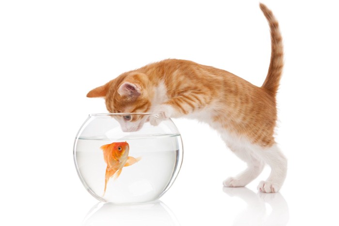 金魚鉢を覗く猫