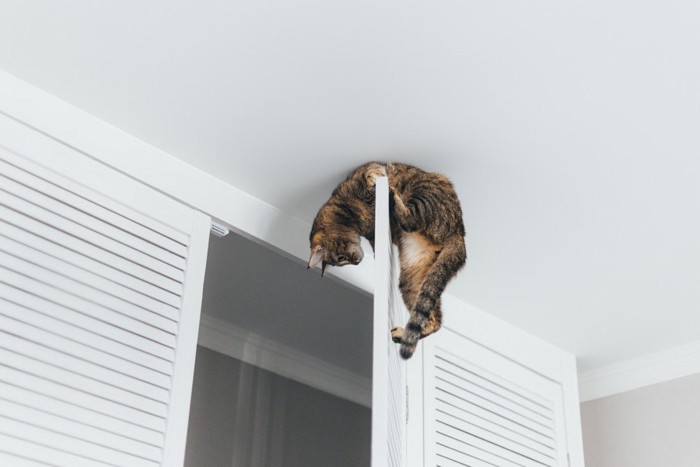 クローゼットのドアに登る猫
