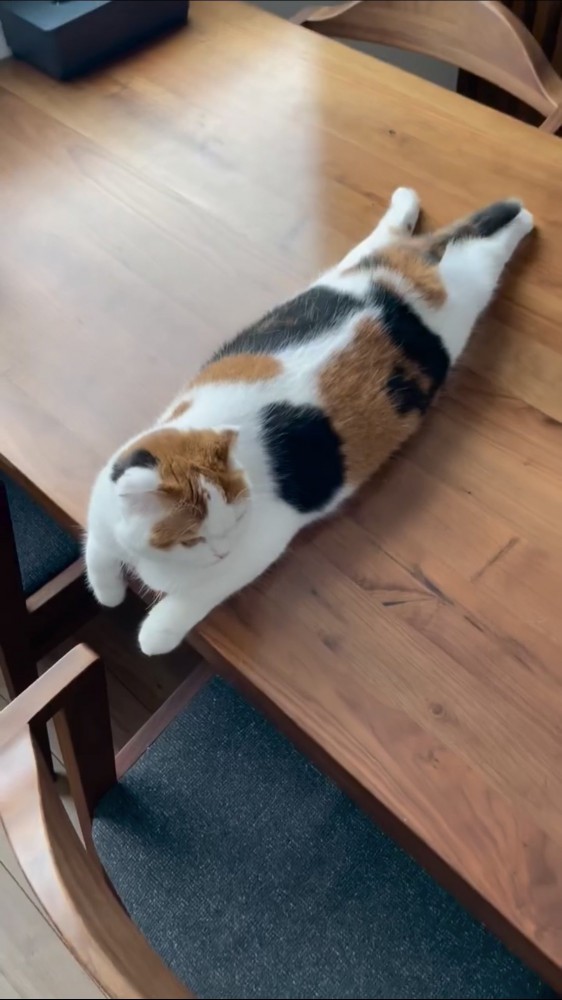 テーブルの上でくつろぐ猫