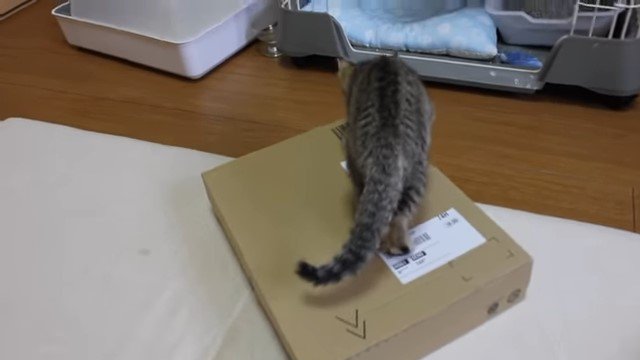 箱の上の子猫