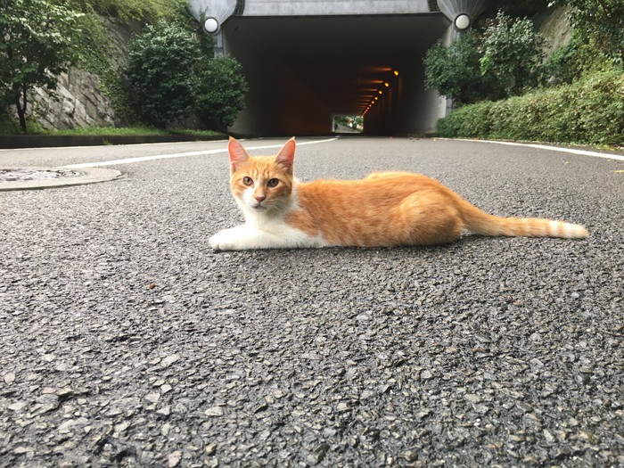 道路でくつろぐ猫