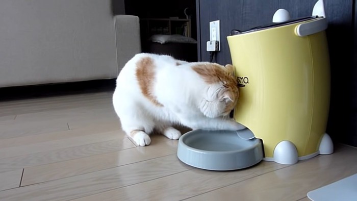自動給餌機に手を入れる猫
