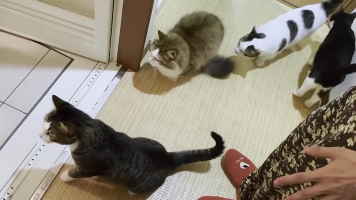 浴室前に並ぶ猫たち