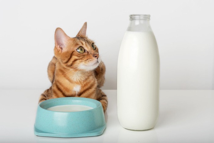 牛乳瓶を見る猫
