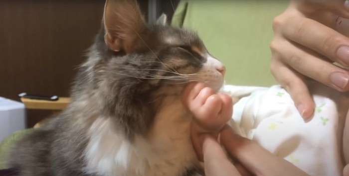 赤ちゃんの手で顎下を撫でられる猫