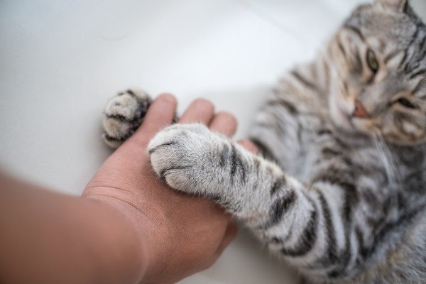 手を払う猫