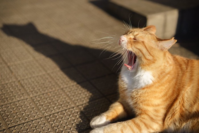 大きく口を開けてあくびをしている猫