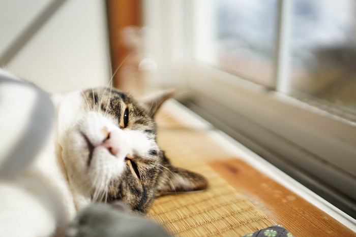 窓辺で横になってひなたぼっこをしている猫