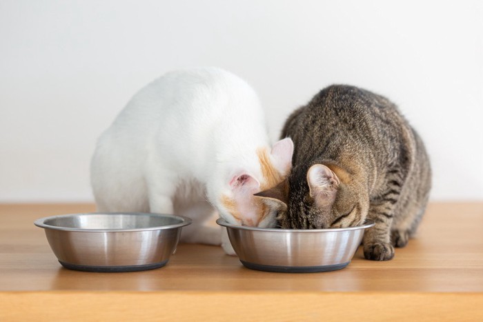 同居猫のご飯を食べる猫