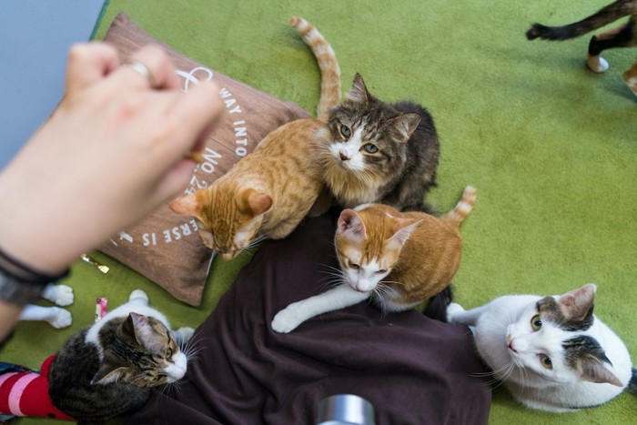 猫カフェでオヤツを持つ人の周りに集まる猫たち