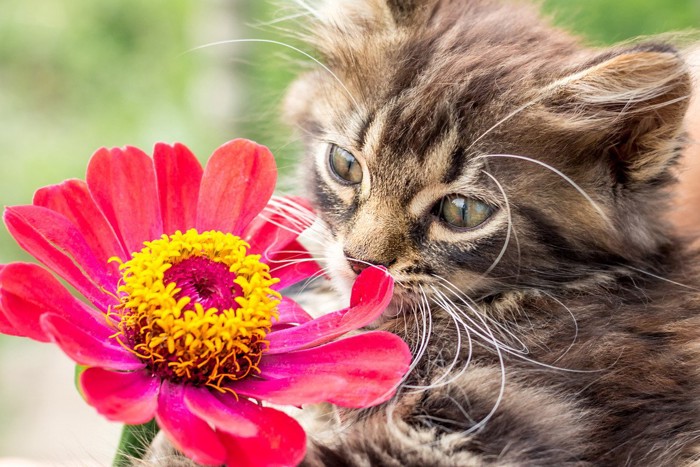 百日草の花を嗅ぐ子猫