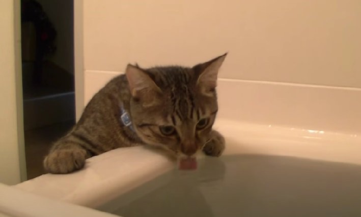 お湯を飲むキジトラ猫