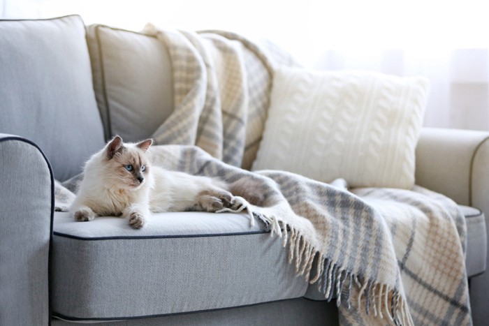 ソファの上の白い長毛猫