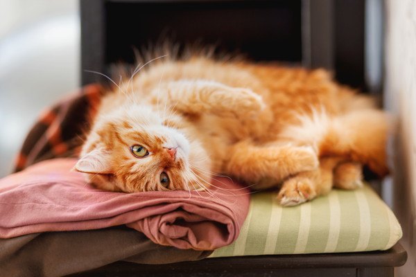 布に擦りつける猫