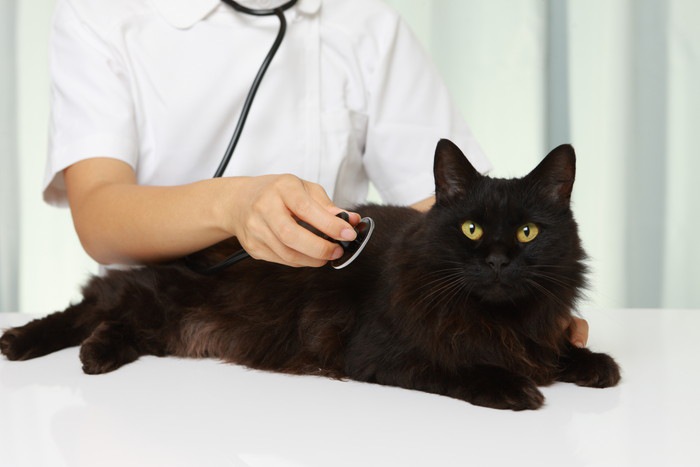 獣医と黒猫